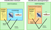 Taxonomie — Wikipédia