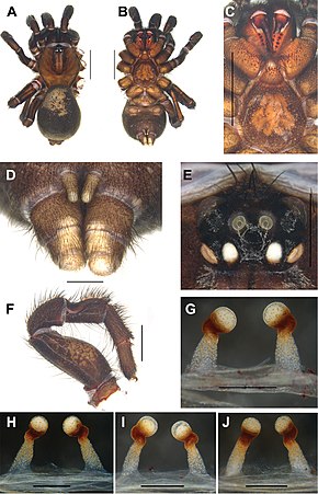 Popis obrázku Conothele linzhi (10.3897-zookeys.833.32736) Obrázek 3.jpg.