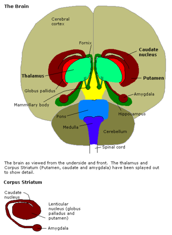 Amygdala