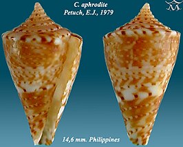 Conus aphrodite