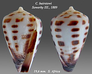 <i>Sciteconus</i> Subgenus of gastropods