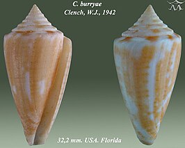 Conus burryae