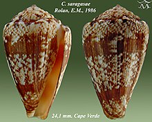 Conus saragasae 2.jpg