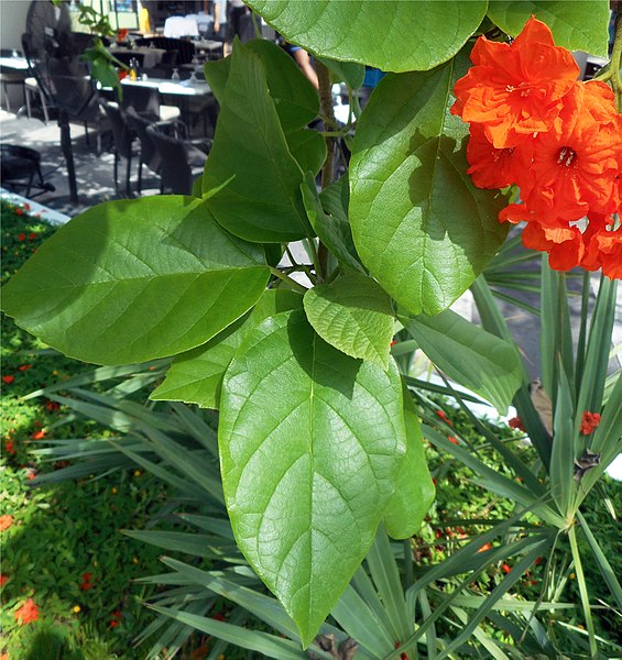 File:Cordia sebestena (1) leaves and flowers.jpg