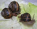 Junge Gefleckte Weinbergschnecken auf einem Salatblatt.