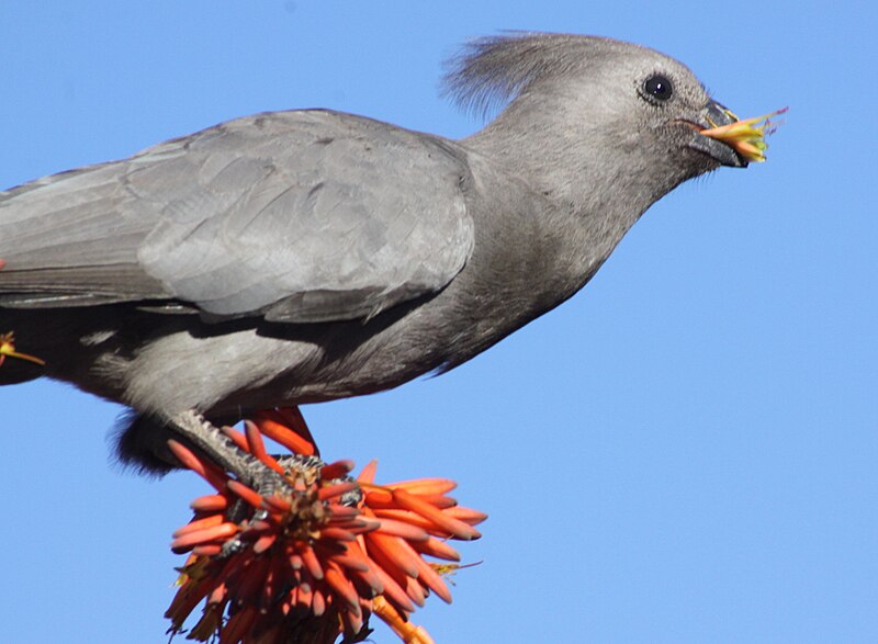 File:Corythaixoides concolor 1.jpg