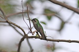 Emerald Swallowtail Hummingbird ♀