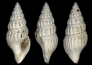 <i>Crassispira oxyacrum</i> Extinct species of gastropod