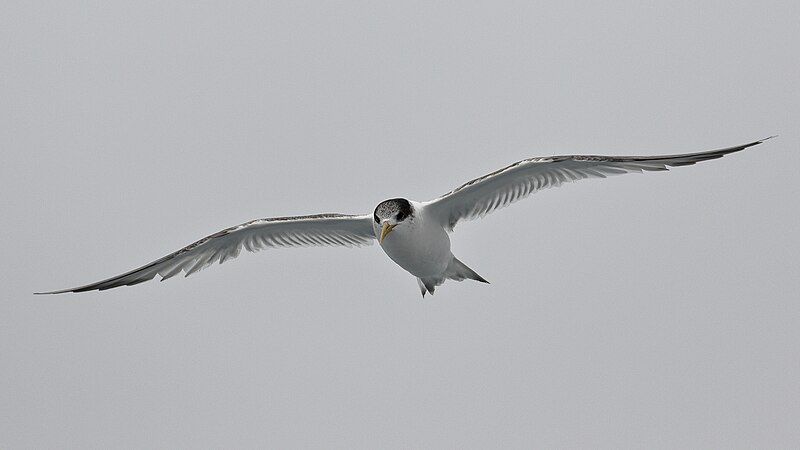 File:Crested Tern (37729124862).jpg