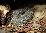 Thumbnail for Eastern diamondback rattlesnake