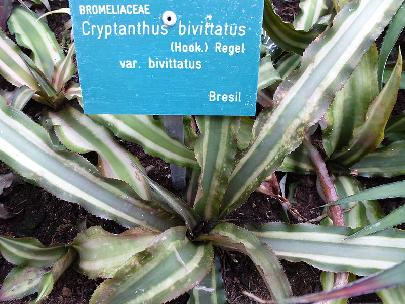 File:Cryptanthus bivittatus var. bivittatus.JPG