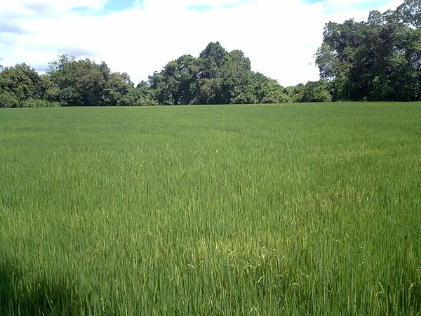 Plantation of rice in Saldaña