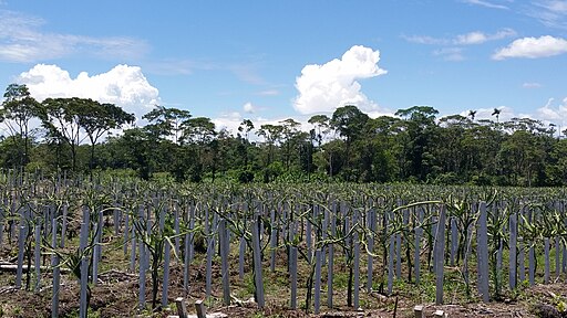 Pitahaya cultivation in Palora