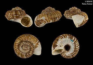 <i>Cyathopoma</i> Genus of gastropods