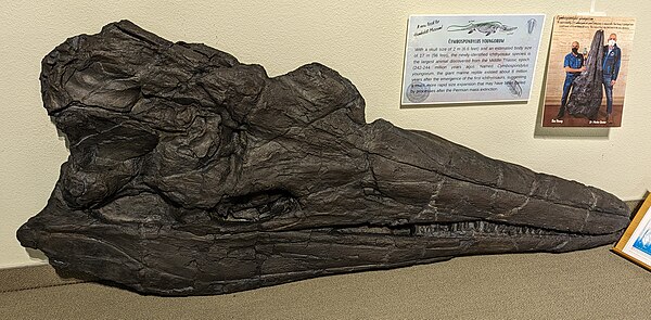 Holotype skull of C. youngorum (LACM DI 157871), on display at the Humboldt Museum in Winnemucca, Nevada.