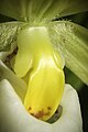 Cypripedium cordigerum Staminodium