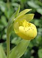 Cypripedium flavum