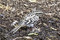 * Nomination Cyprus treecreeper (Certhia brachydactyla dorotheae) --Charlesjsharp 11:41, 31 August 2021 (UTC) * Decline  Oppose Some areas are just too noisy, not a QI to me, sorry --Poco a poco 22:02, 31 August 2021 (UTC) * I withdraw my nomination yes, you're right. Charlesjsharp 10:18, 1 September 2021 (UTC)