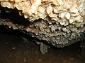 Dépôt de calcite sur les parois de la grotte.