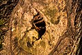 * Nomination Tree trunk in the game reserve, Dülmen, North Rhine-Westphalia, Germany --XRay 04:29, 9 January 2017 (UTC) * Promotion  Support Good quality. -- Johann Jaritz 04:59, 9 January 2017 (UTC)
