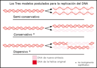 Modelos de replicación del DNA