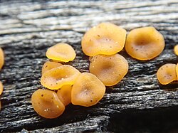 Dacrymyces stillatus 63934004.jpg