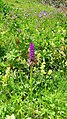 Dactylorhiza majalis Switzerland - Col de Bretaye