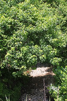 Dalmatia Creek looking downstream in Dalmatia