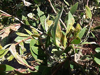 <i>Puccinia psidii</i> Species of fungus