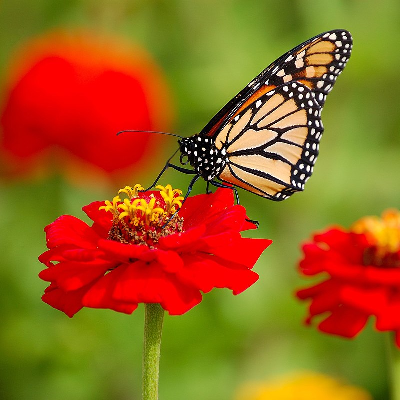 Monarch butterfly - Wikipedia