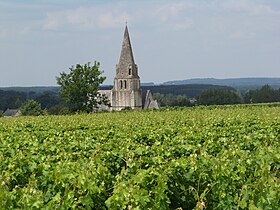 Illustrasjonsbilde av artikkelen Saumur-champigny