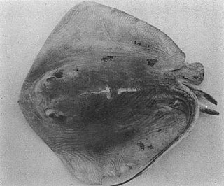 <span class="mw-page-title-main">Izu stingray</span> Species of cartilaginous fish