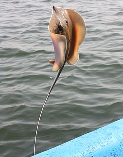 Pearl stingray Species of cartilaginous fish