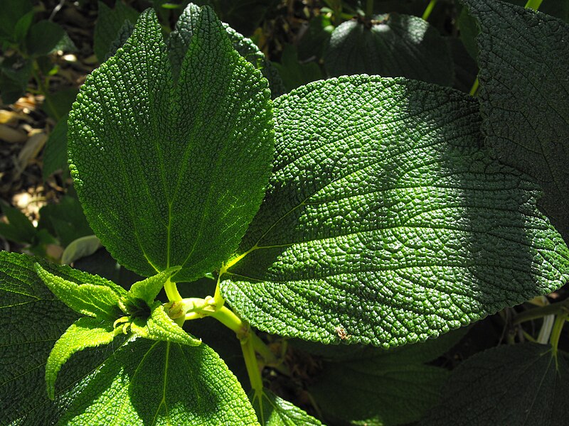 File:Debregeasialongifolia2.JPG