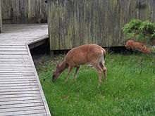 Deer grazing in Cherry Grove, Fire Island, New York.
