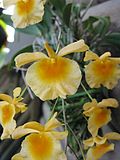 Thumbnail for Dendrobium lindleyi