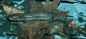 Desmognathus brimleyorum.jpg -kuvan kuvaus.