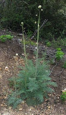 Artemisia annua - Wikispecies