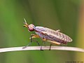 Dichetophora finlandica Verbeke, 1964