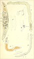 Die rhabdocoelen strudelwürmer (Turbellaria rhabdocoela) des süssen wassers (1848) (20916326676).jpg