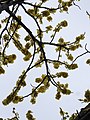 Dillenia pentagyna flowering by Dr. Raju Kasambe DSCN1362 (25).jpg