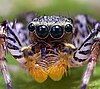 Close-up of the gray male morph of the jumping spider Maevia inclemens showing striped legs, the two principal eyes and two of the secondary eyes