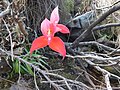 Disa uniflora