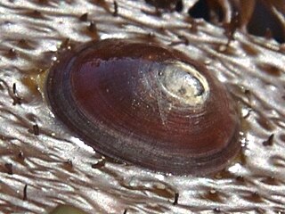 <i>Discurria insessa</i> species of mollusc