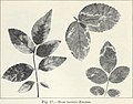 Diseases of flowers and other ornamentals (1940) (20781492569).jpg
