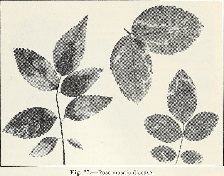 File:Diseases of flowers and other ornamentals (1940) (20781492569).jpg