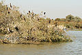 Cormoran dans la reserve de Djoudj