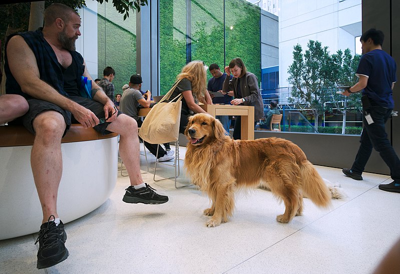 File:Dog at the San Francisco Apple Store.jpg