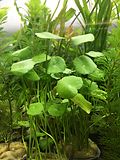 Thumbnail for Hydrocotyle umbellata