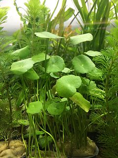 <i>Hydrocotyle umbellata</i> Species of aquatic plant